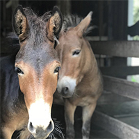Mules, Sweet Potato and Millie200.jpg